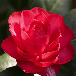 Camellia Japonica 'Black Lace'